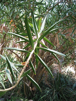 Teufelstabak (span. Tabaco del diablo,
                          lat. Lobelia excelsa), Nahaufnahme 02