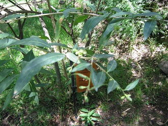 Hammerstrauch (span. Palqui, lat. Cestrum
                          palqui), Nahaufnahme