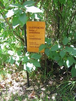 Tafel des Golden-Senna-Strauchs (span.
                            Quebracho, lat. Senna candolleana)