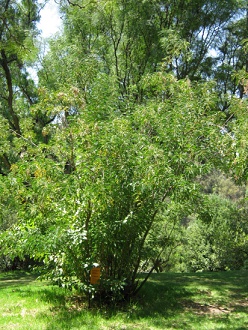 Golden-Senna-Strauch (span. Quebracho,
                          lat. Senna candolleana)