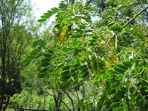 Golden-Senna-Strauch (span. Quebracho,
                            lat. Senna candolleana), Nahaufnahme der
                            Fiederbltter und der Frchte