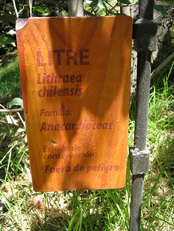 Tafel
                          des Litre-Baums (lat. Lithraea chilensis, auch
                          Lithraea caustica)