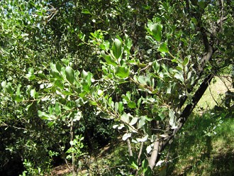 Blttchen des Litre-Baums (lat. Lithraea
                          chilensis, auch Lithraea caustica)