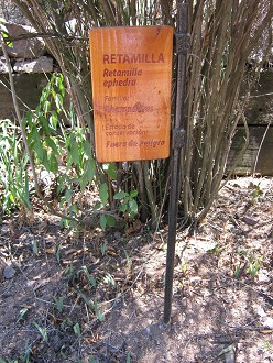 Tafel des Retamilla (lat. Retamilla
                          ephedra)