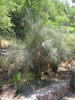 Retamilla (lat. Retamilla ephedra)