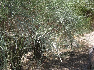 Retamilla (lat. Retamilla ephedra), Nahaufnahme