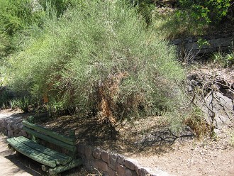 Crucero
                          (span. Crucero, Yaqui, Cunco, lat. Colletia
                          spinosa)