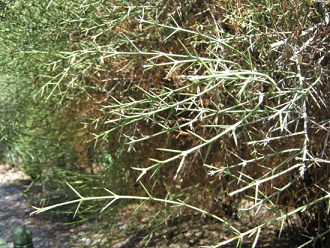 Crucero (span. Crucero, Yaqui, Cunco,
                          lat. Colletia spinosa), Nahaufnahme