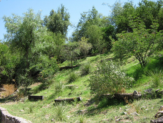 Strucher und Bume am Hang im
                          Botanischen Garten "Mapulemu" von
                          Santiago de Chile