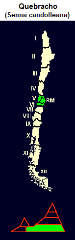 Quebracho, Karte und Grafik der
                                Verbreitung in der 5. und 6. Region in
                                Zentral-Chile