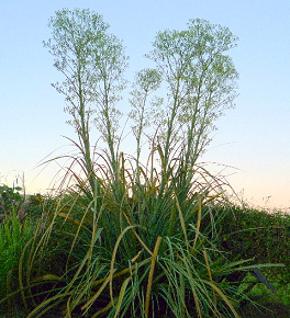 Chupalla (Eryngium paniculatum), Bltter
                          und Blte