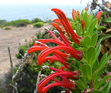 Teufelstabak (Tabaco del diablo), rote
                            Blten