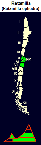 Retamilla ephedra, Karte und Grafik
                                der Verbreitung