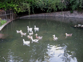 Enten schwimmen 01