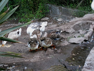 Enten beim Fressen