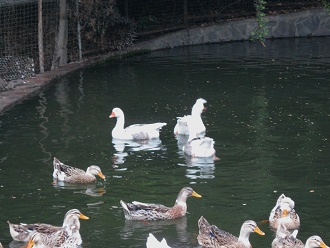 Enten schwimmen 03