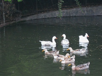 Enten schwimmen 04