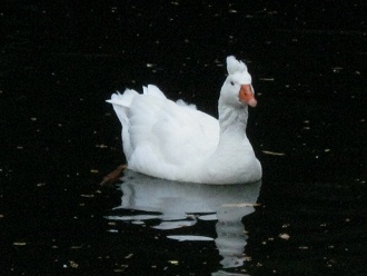 Weisse Ente, Nahaufnahme