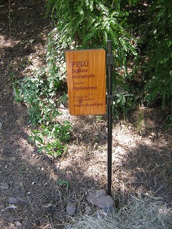 Tafel des Pel (lat. Sophora
                          microphylla)