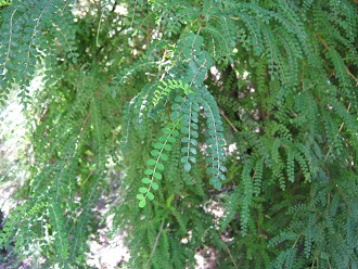 Die Fiederblttchen des Pel (lat.
                          Sophora microphylla), Nahaufnahme