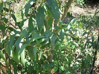 Die Blttchen des Hammerstrauchs (span.
                          Palqui, lat. Cestrum palqui)