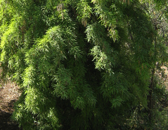 Und ein Baum ohne Namen, Nahaufnahme