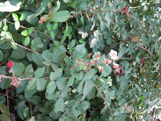 Brombeeren am Strassenrand