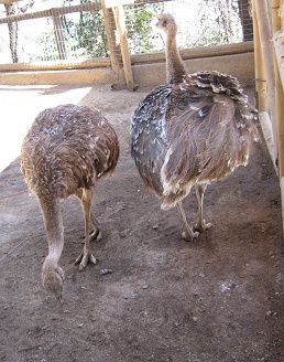 Emus