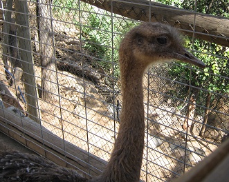 Emu, Nahaufnahme