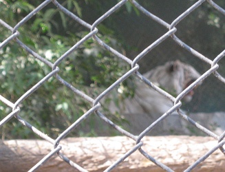 Der Kopf des Weissen Tigers