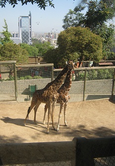 2 Giraffen im Zoo von Santiago de Chile