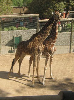 2 Giraffen im Zoo von Santiago de Chile,
                          Nahaufnahme