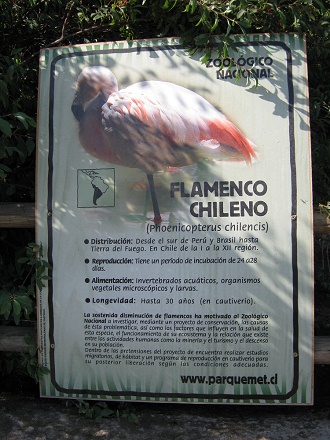 Tafel mit Angaben ber den Chilenischen
                          Flamingo