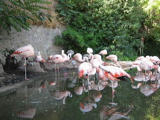 Chilenische Flamingos im Wasser