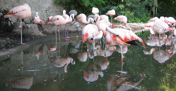 Chilenische Flamingos im Wasser,
                                  Nahaufnahme