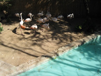 Flamingos an Land