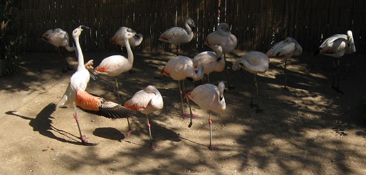 Flamingos an Land, Nahaufnahme