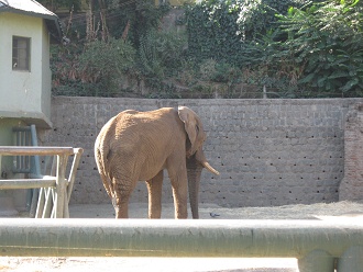 Elefant