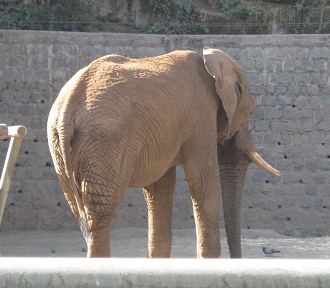 Elefant, Nahaufnahme