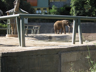 Elefant, Seitenaufnahme