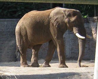 Elefant, Seitenaufnahme, Nahaufnahme