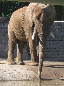 Elefant von vorn, Nahaufnahme