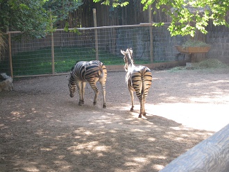 Zebras