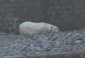 Polarbr in seiner Ecke, Nahaufnahme