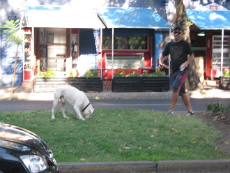 Cumming-Allee, Herr mit Kampfhund ohne
                          Leine 02