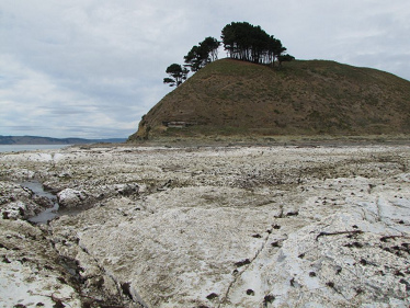 Tierra que fue suelo del mar en
                                Caleta Yani: Algas muertas forman una
                                capa blanca.