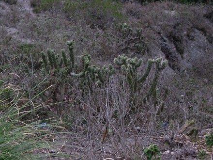 Kaktus "Tuna Macho" oder
                          "Tuna Machu"