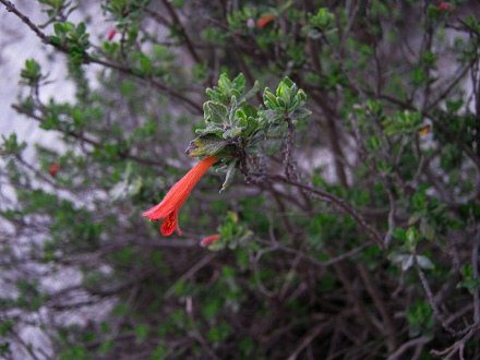 La flor del romerillo con olor de menta