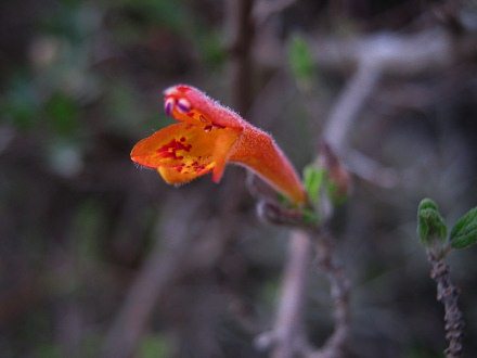 La flor del romerillo con olor de menta,
                          primer plano de la flor