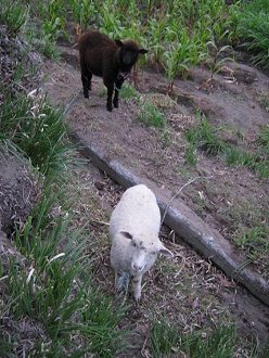 Braunes und weisses Schaf